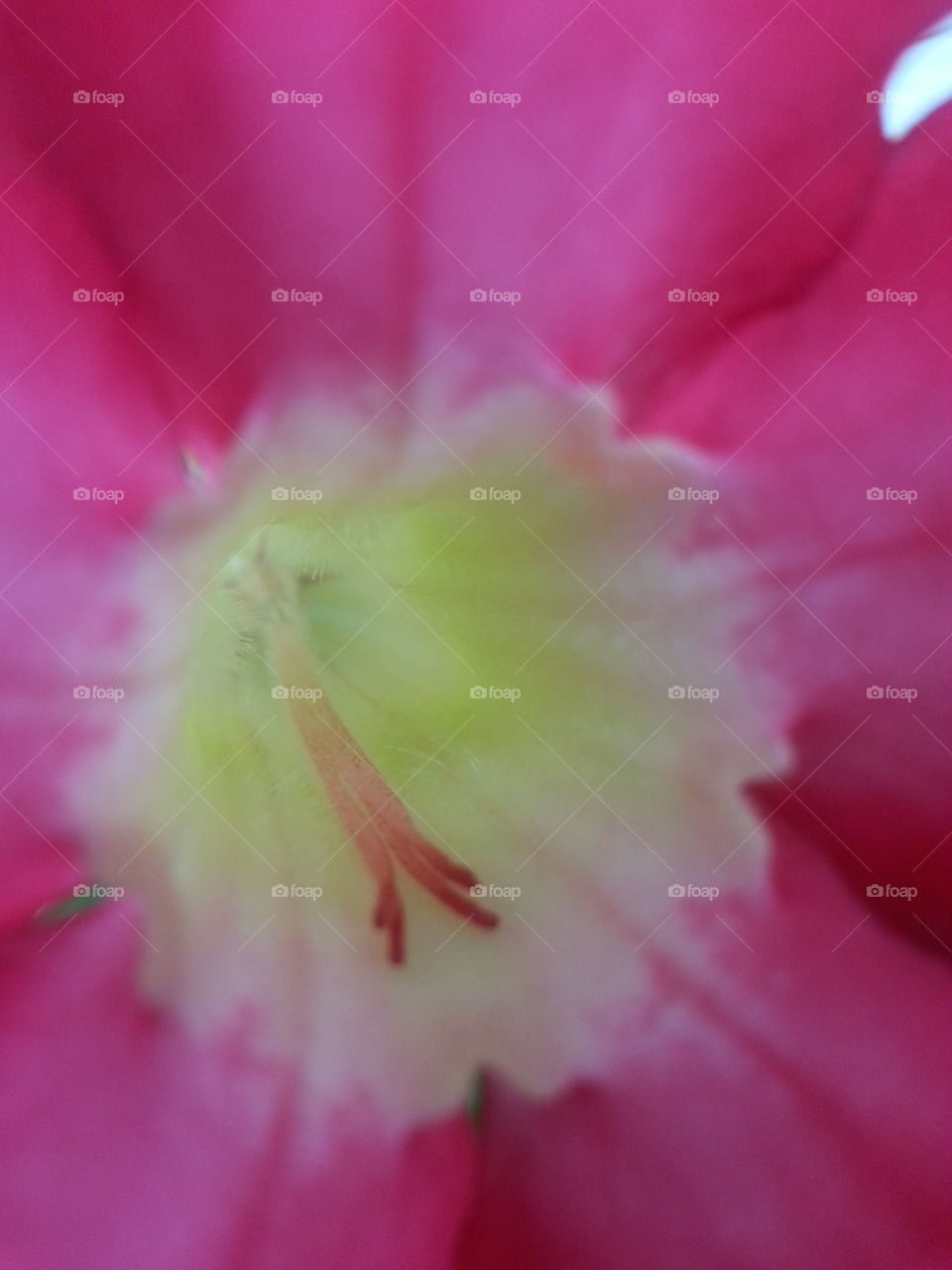 Inside of a Flower