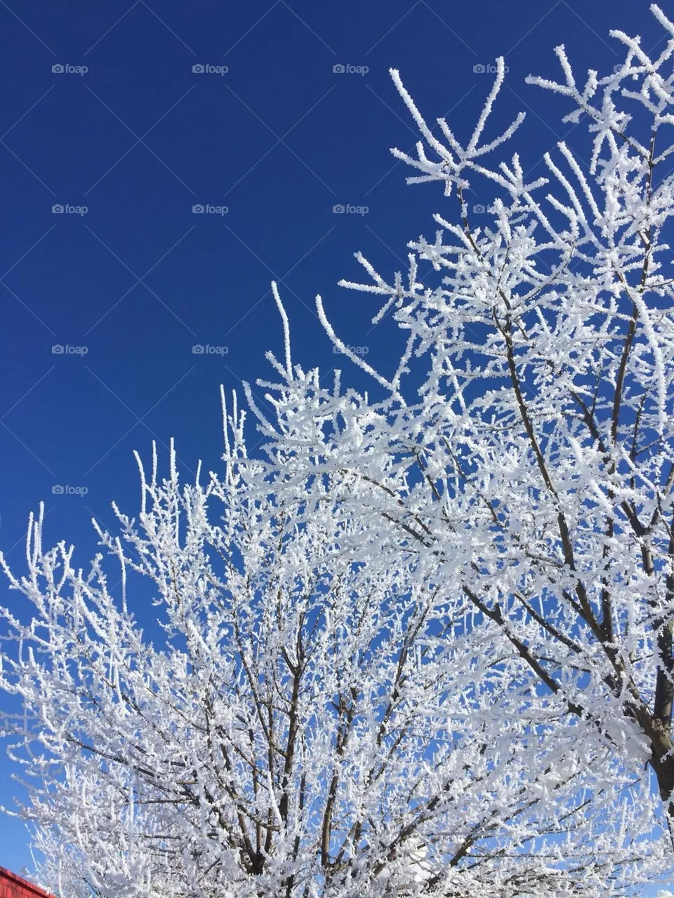 Árboles de invierno 
