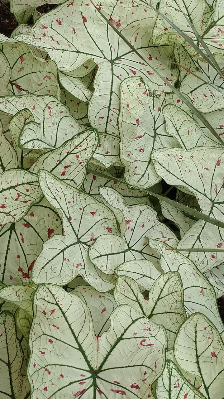 leaves