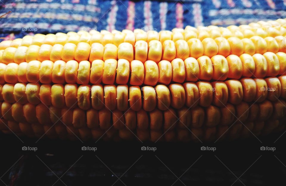 corn seeds