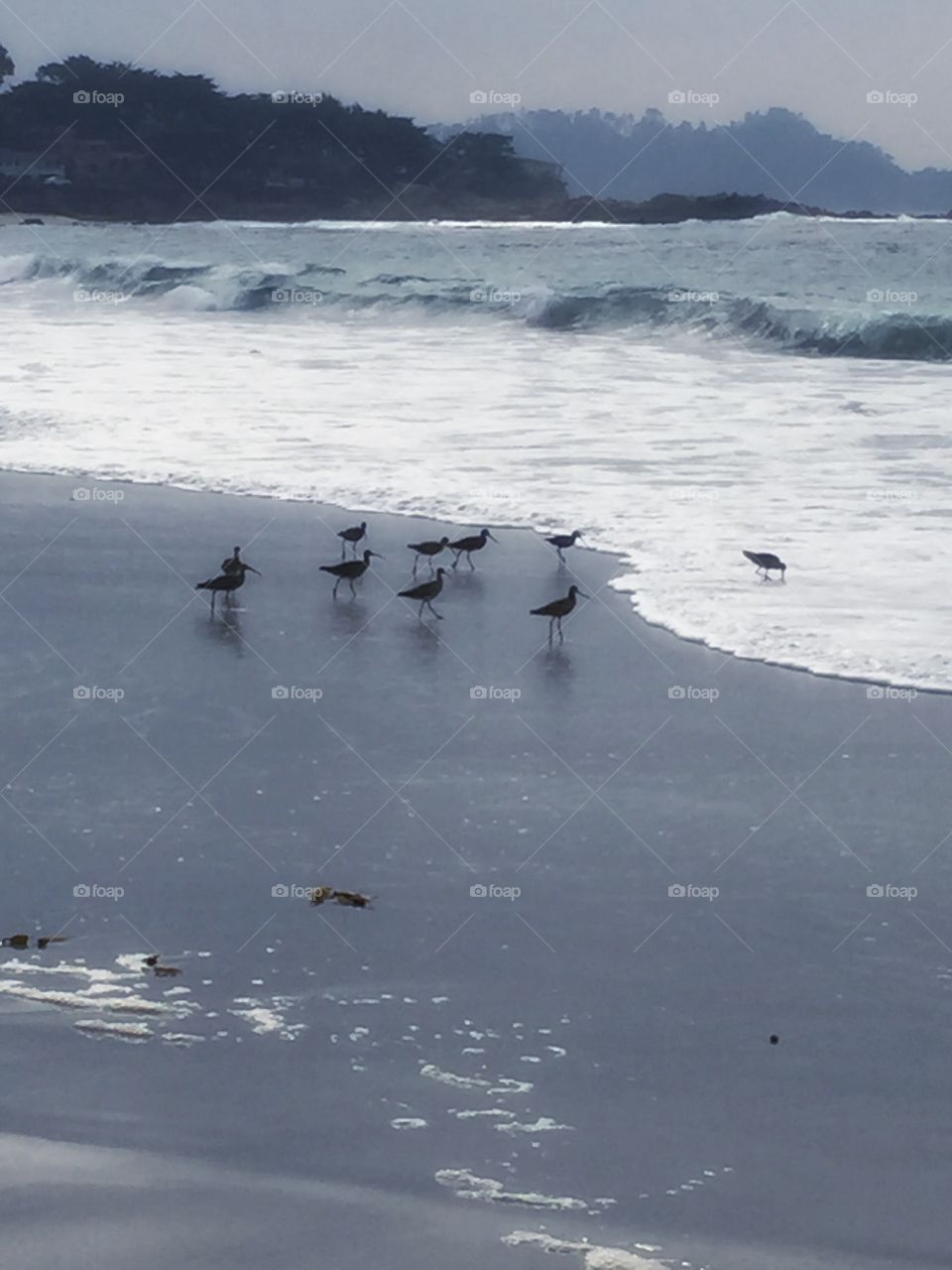 Carmel by the sea, Sandpipers