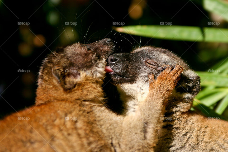 Cute loving lemurs embracing each other and kissing. Lemurs in Africa, Madagascar