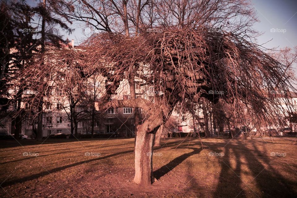 The lonley Tree