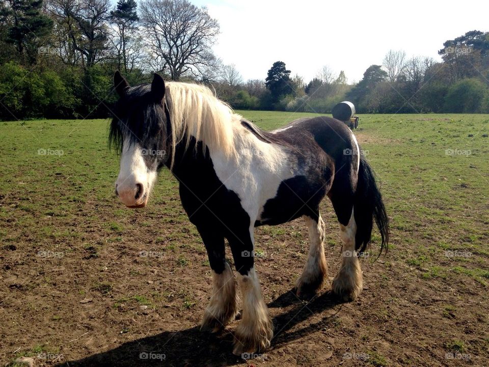 Pony / horse in a field