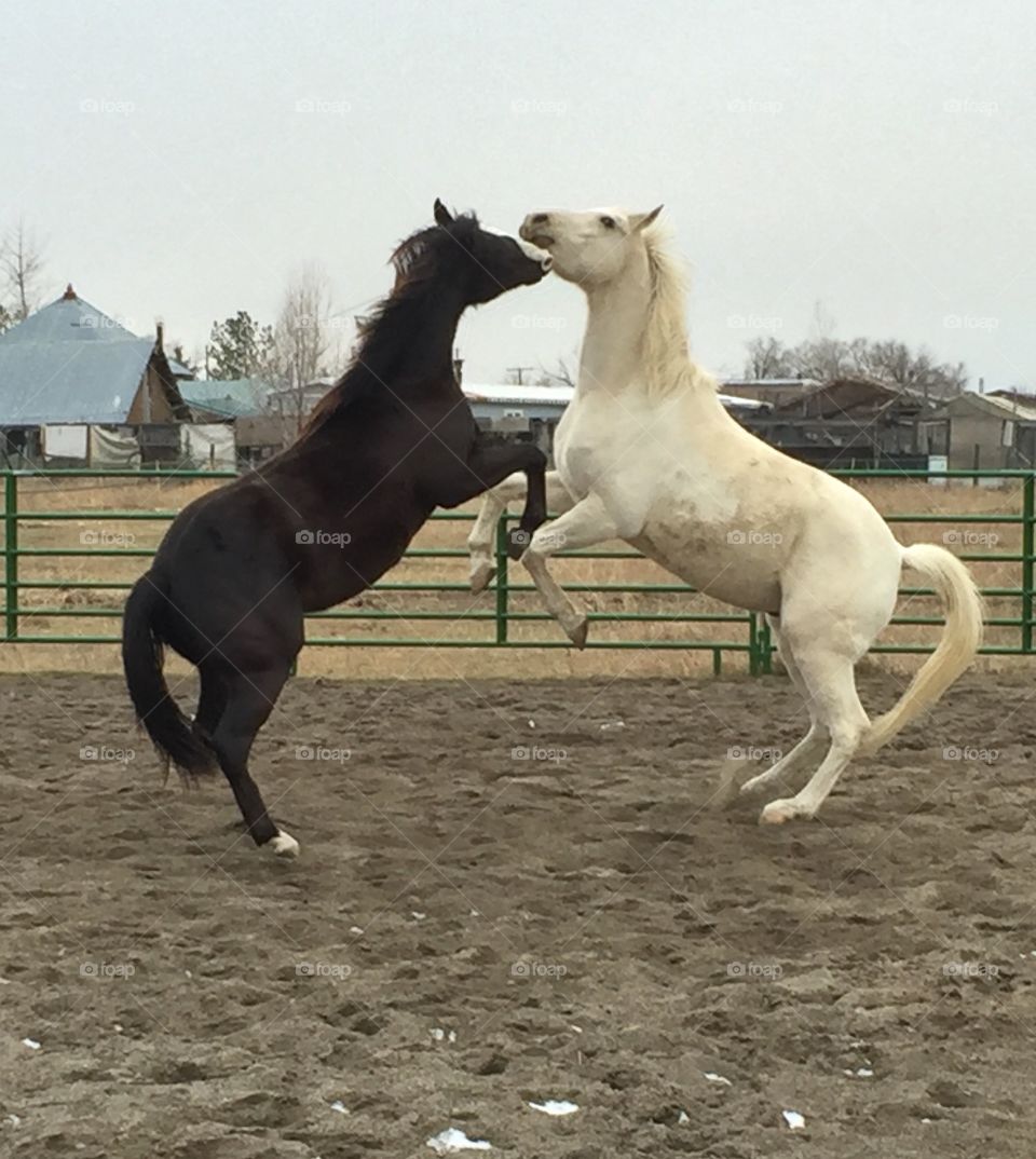 Horse play
