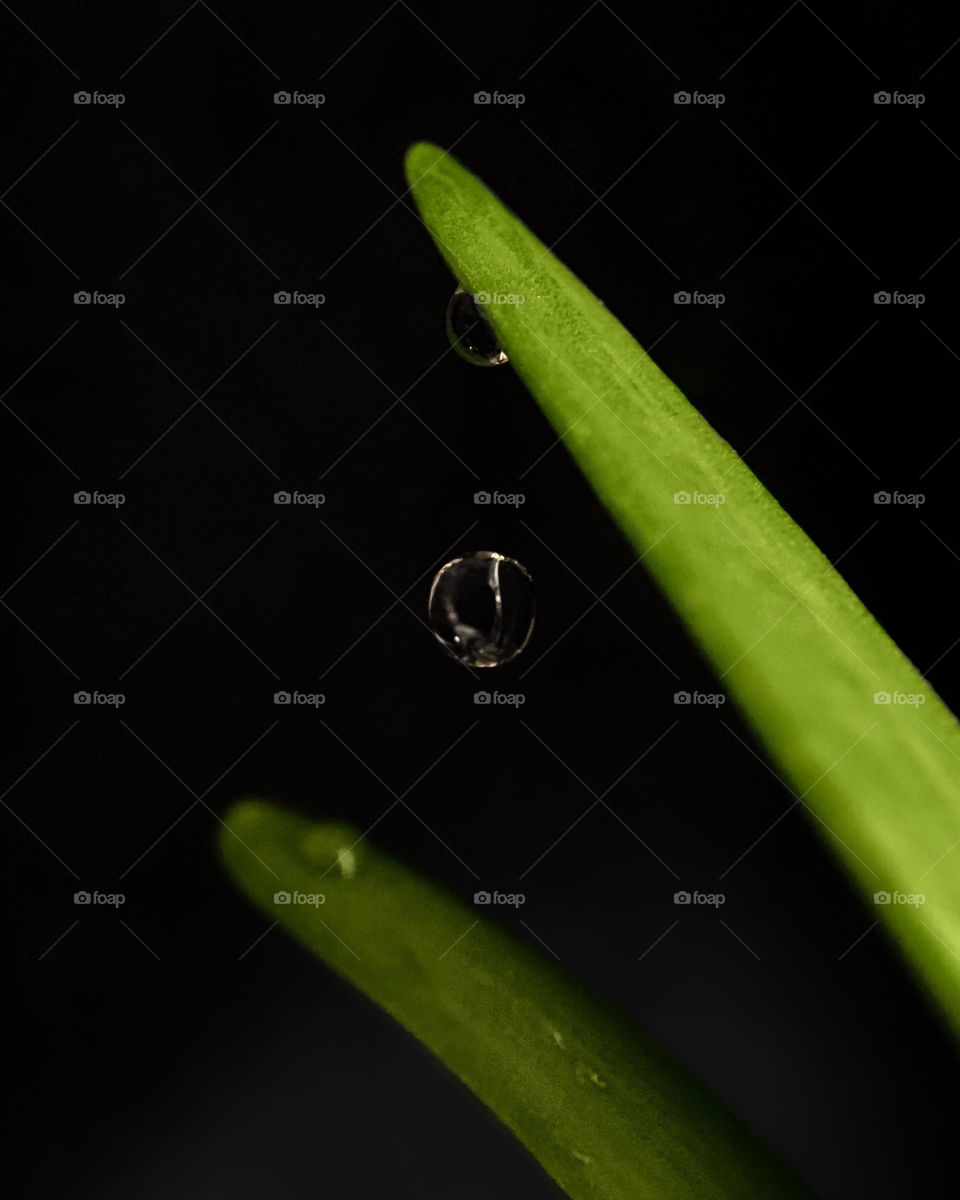 Falling drop between green leafs, macro, black background 