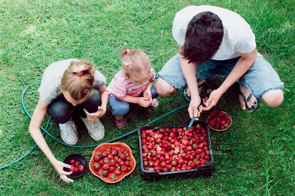 Siblings washing strawberries freshly picked in a garden