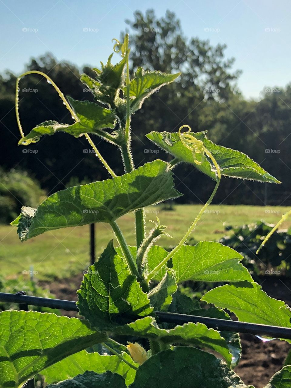 Crazy plant people!