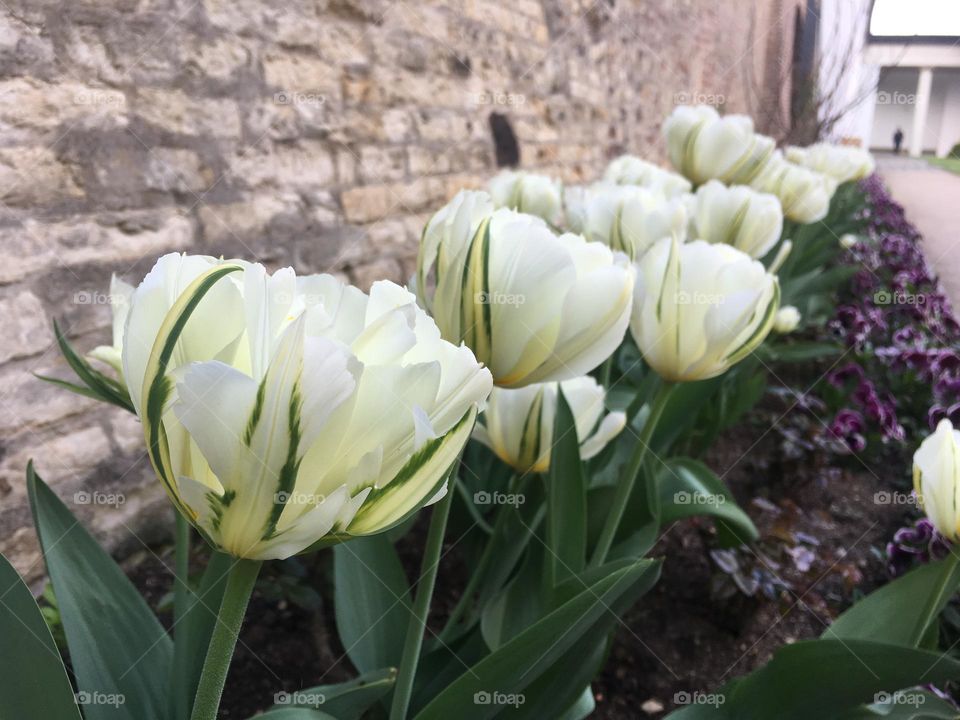 Tulips