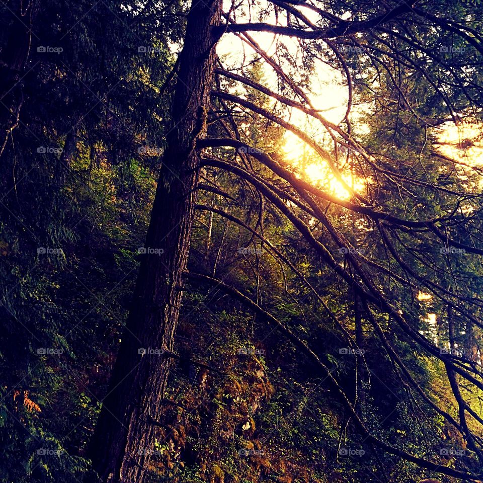 Sunset on the mountain. After a long hike up to the top of a waterfall in Oregon, the sun shines through the tall trees.
