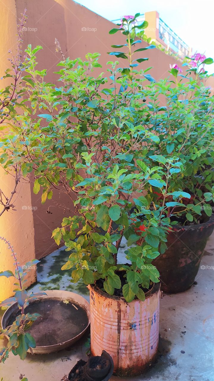 Tulsi plant- holy basil in coexistence with periwinkle