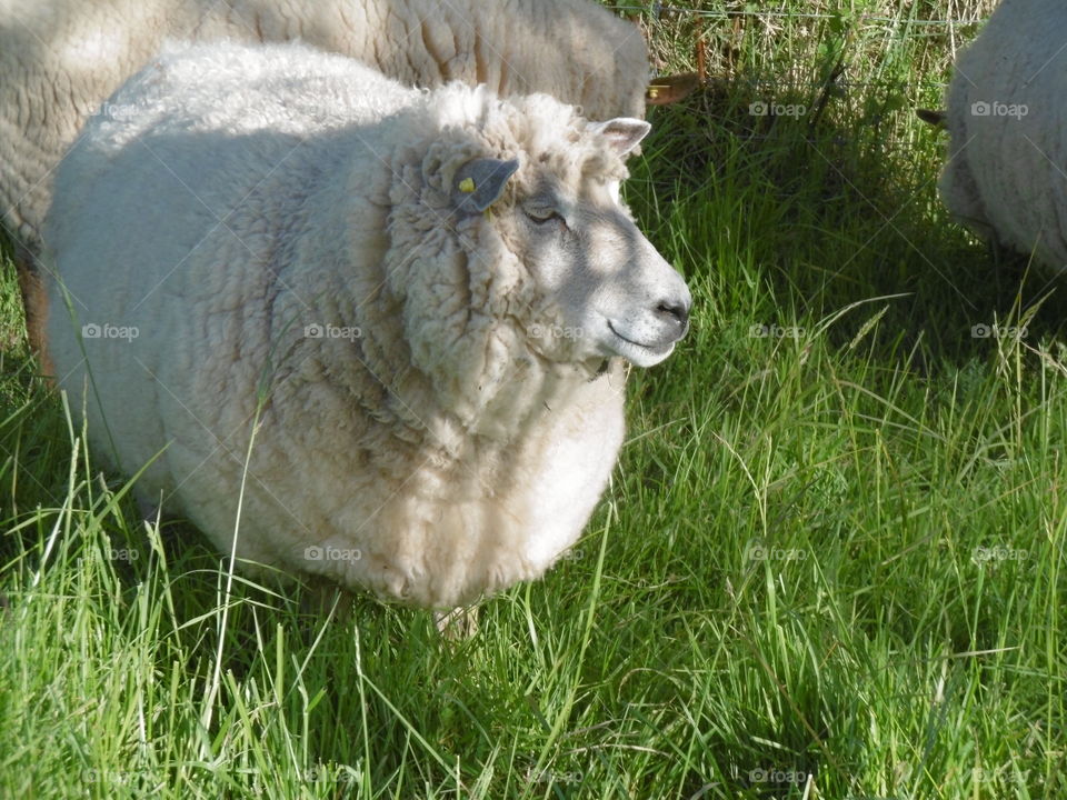 sheep in brehat island
