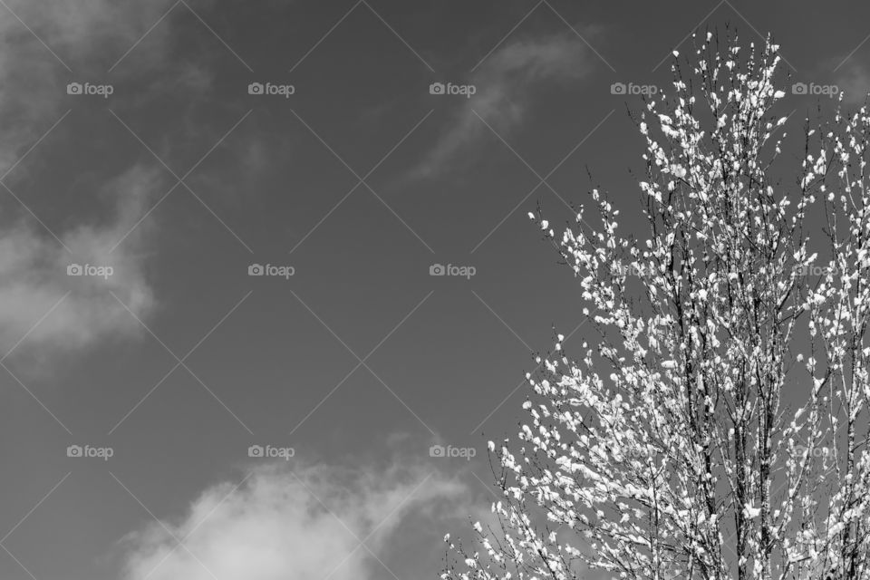 Black and white tree and sky
