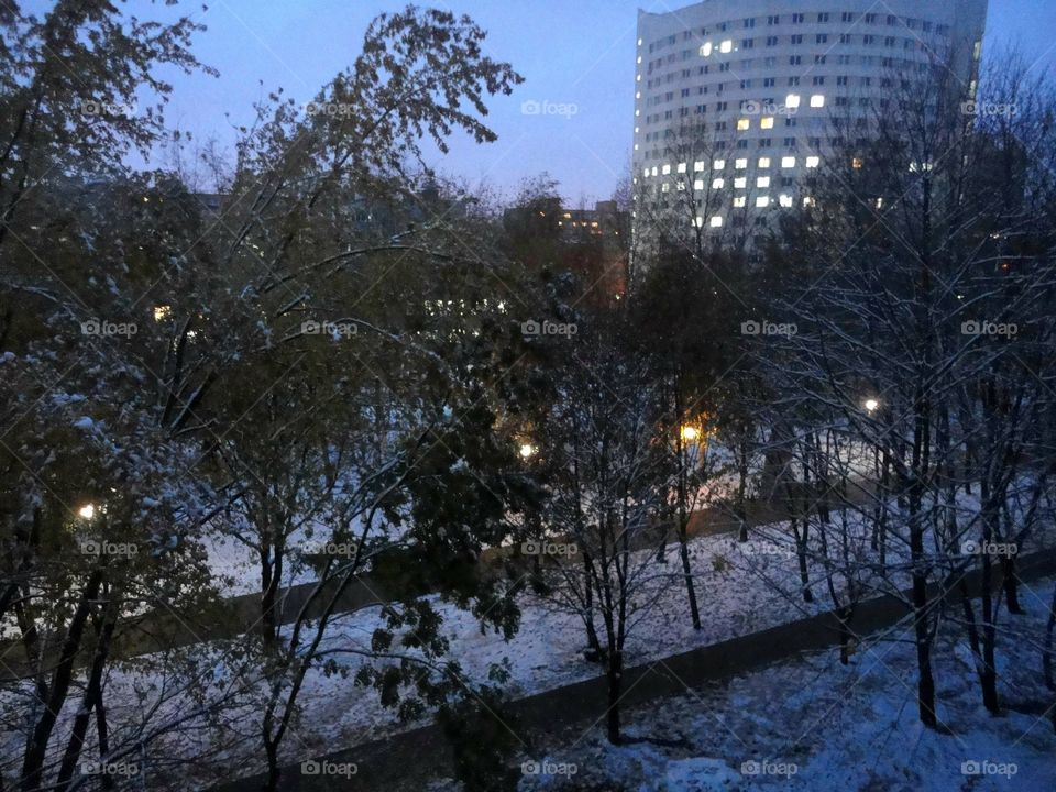 Winter, Tree, Snow, No Person, Cold