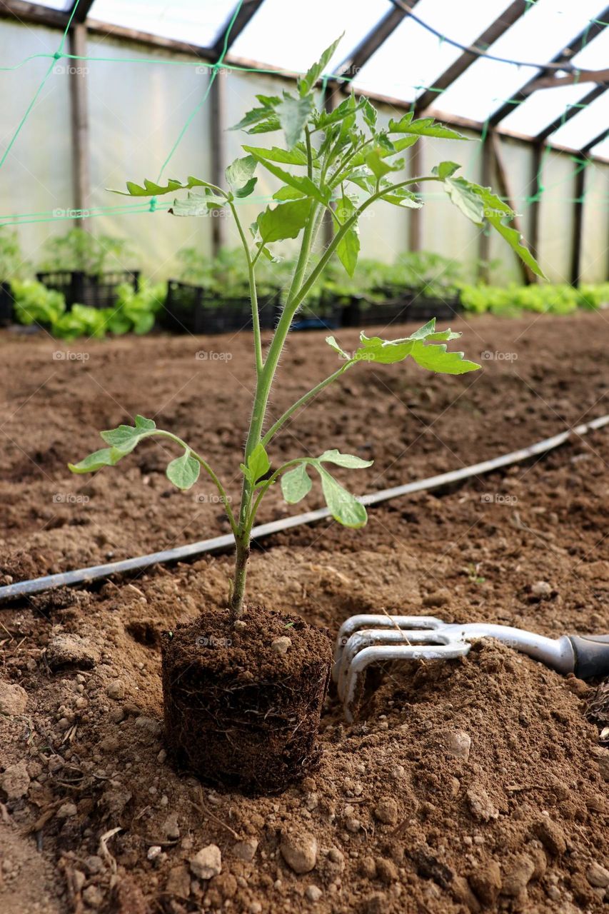 Plant Plants to Celebrate Earth Day