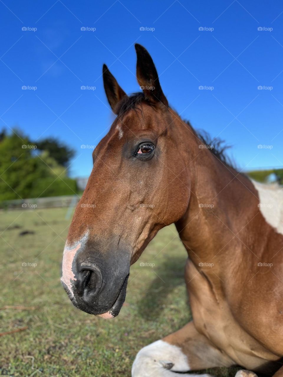 Skewbald horse laying down with blue sky background 