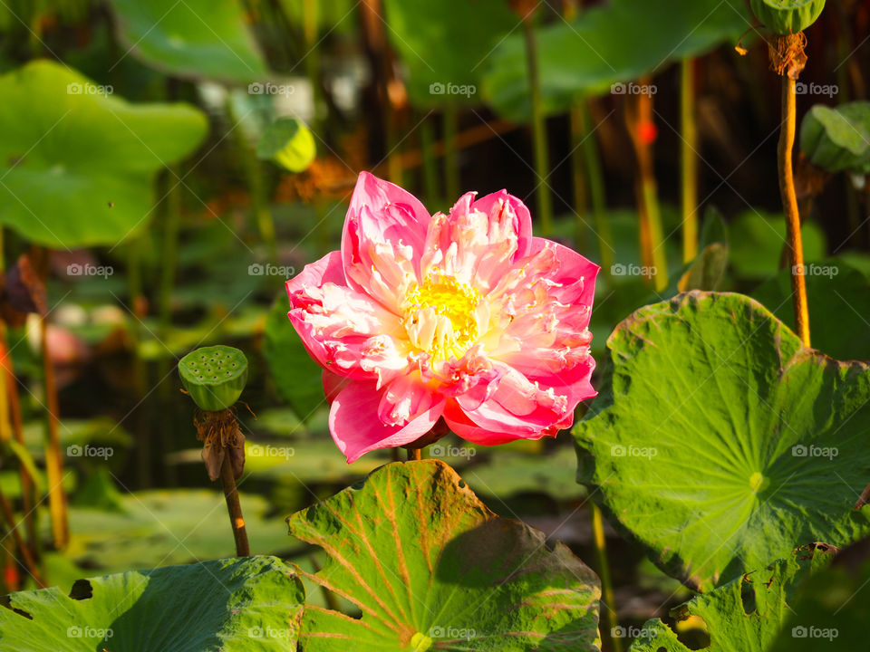The lotus flower that is close to garnish