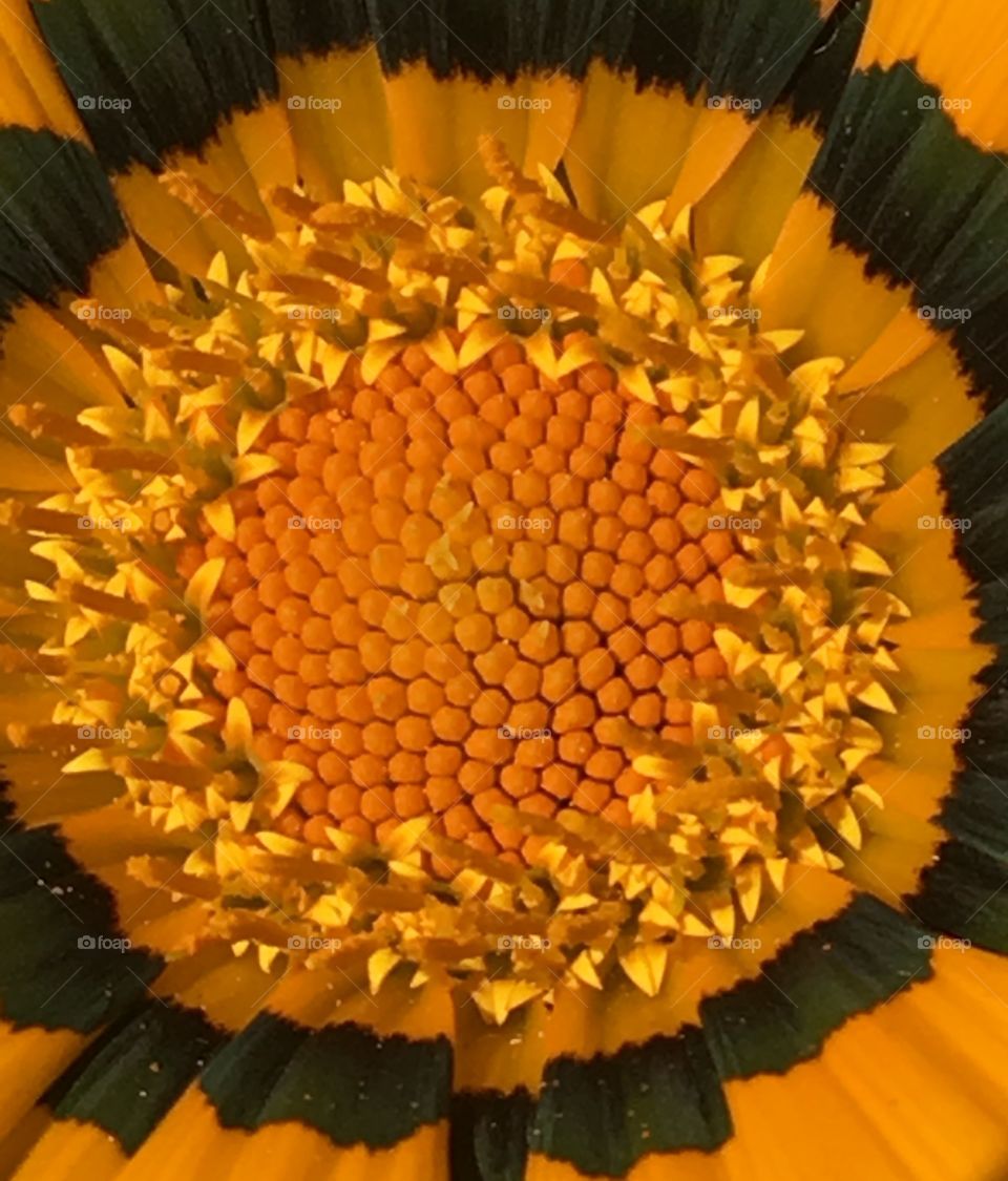 Macro Pollen Flower 