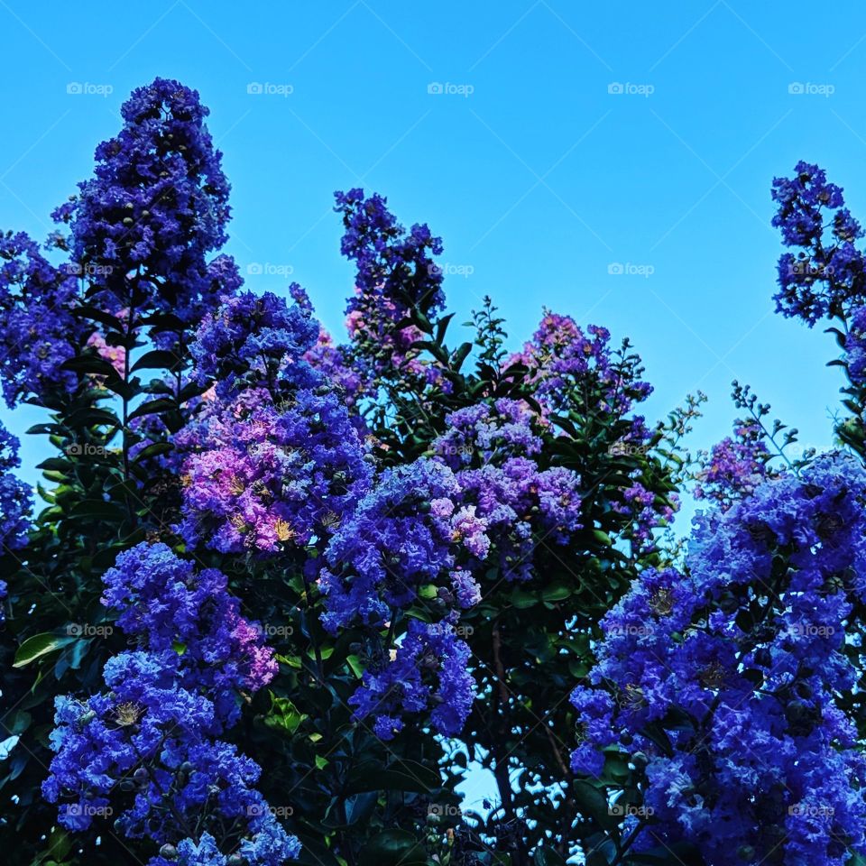 Purple Crepe Myrtle