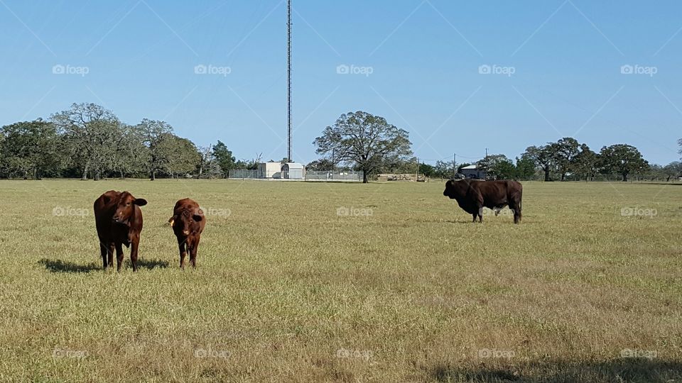 cows and bull
