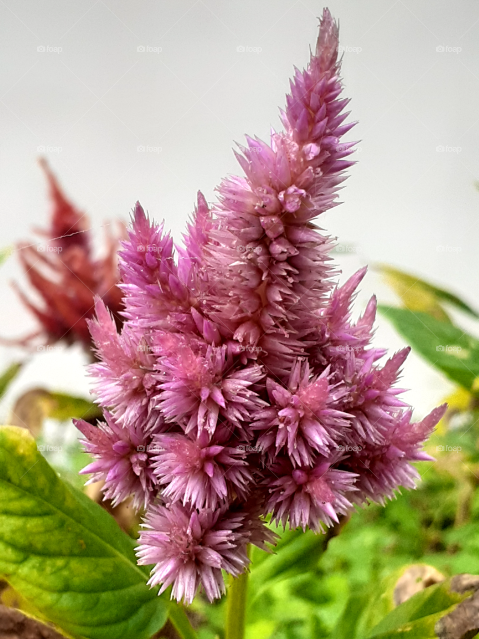 portrait of a flower
