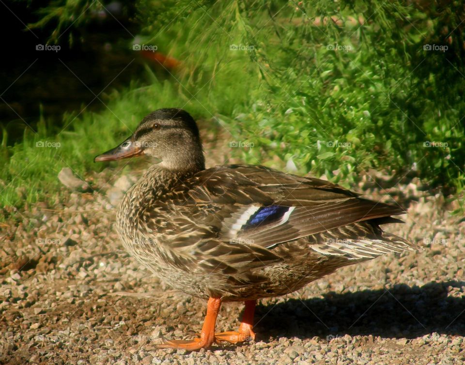 Beautiful Mallard Duck at Creek