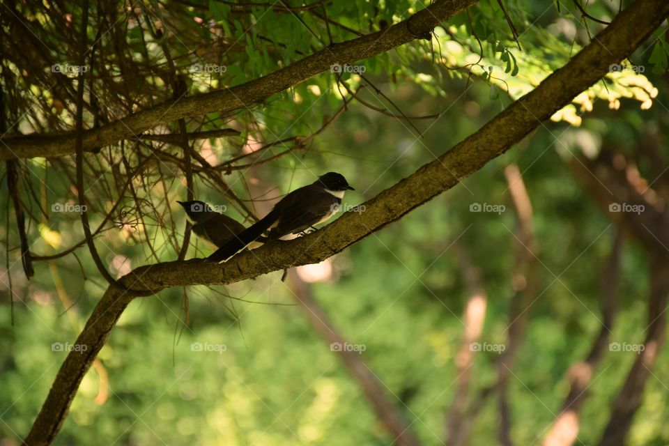 Birds on the tree