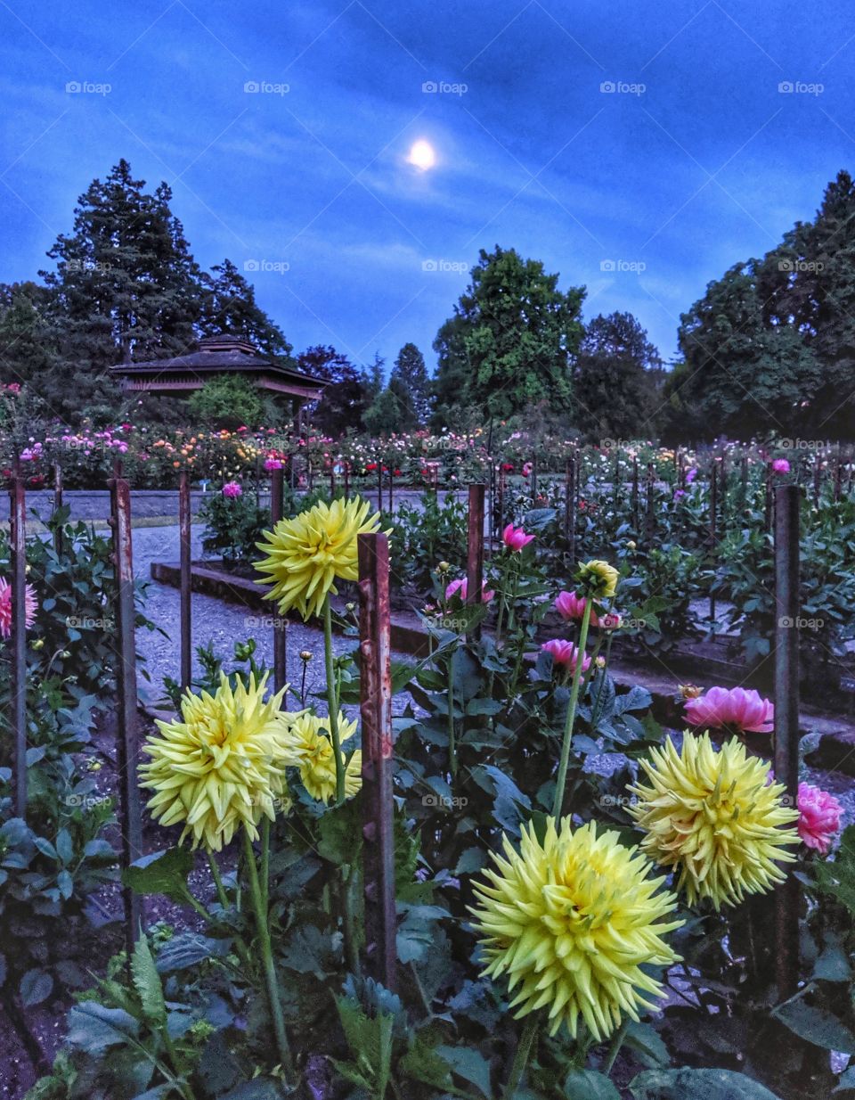 beautiful & colorful dahlia garden with the full moon in the sky