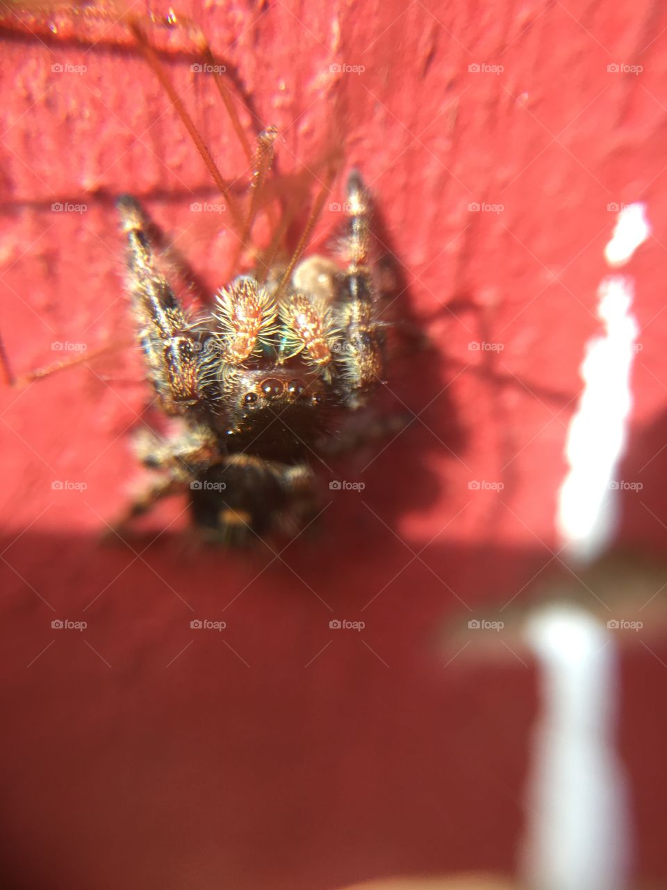 Jumping spider closeup