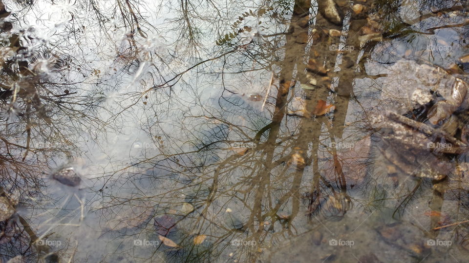 Reflection of bare tree in water