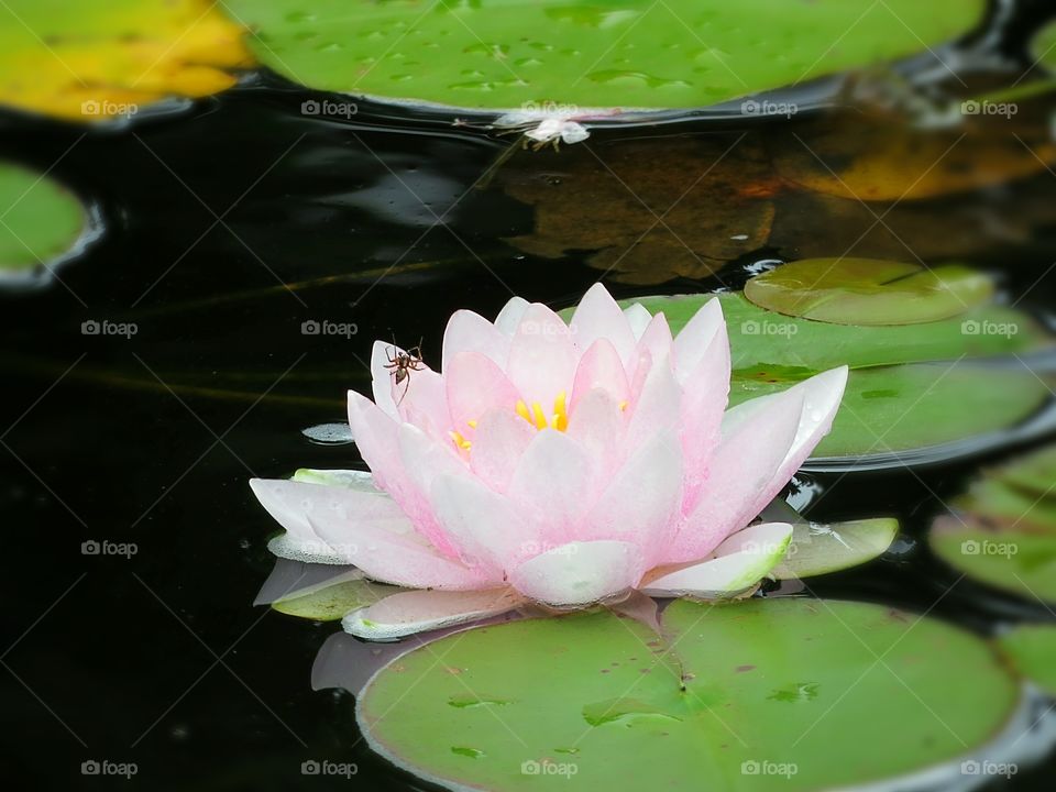Pink Lotus with Spider