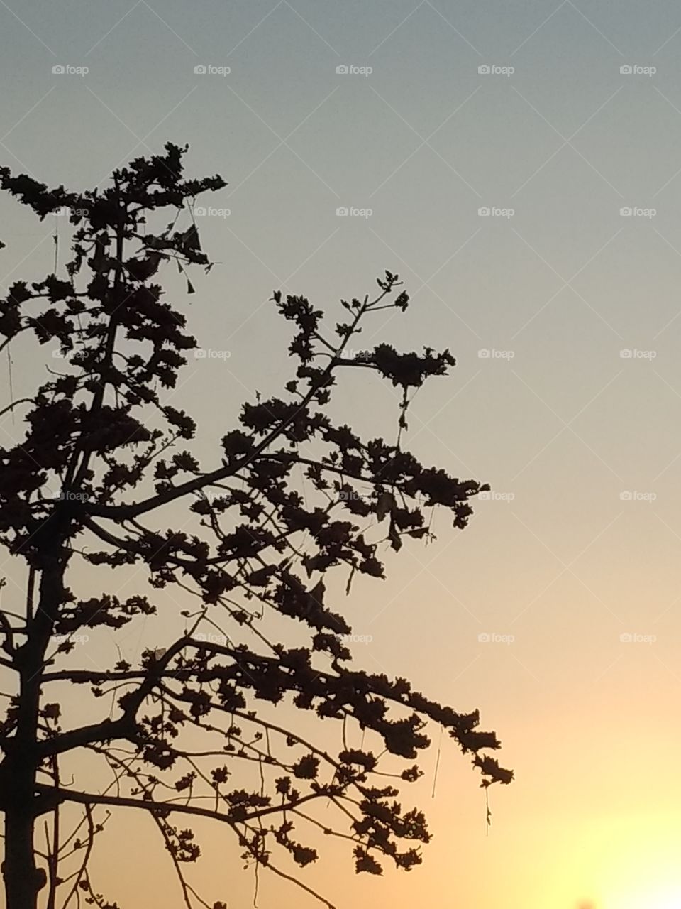 sunset & tree