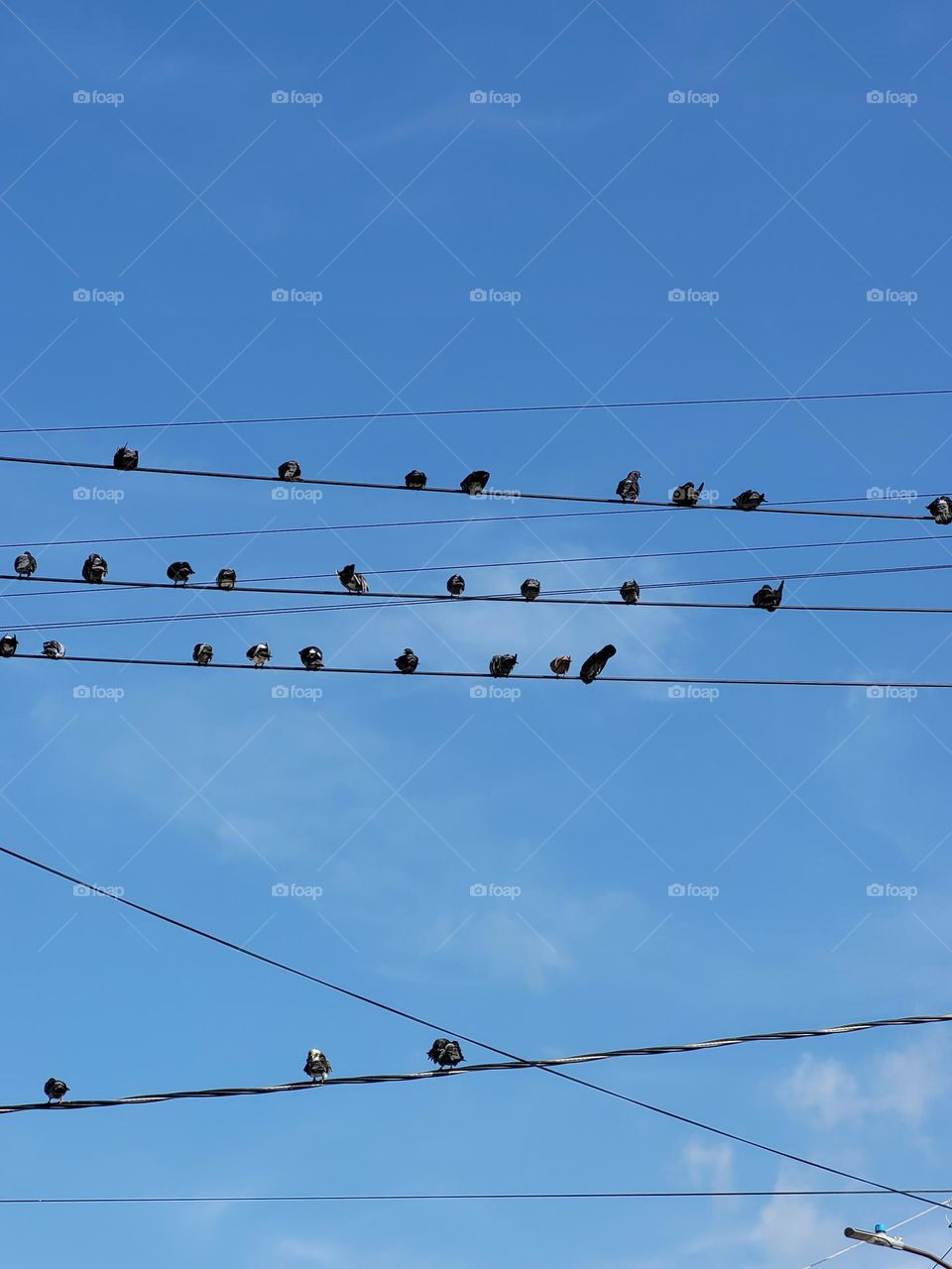united birds