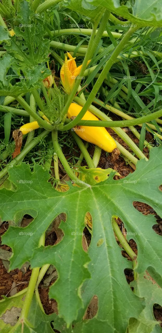 squash veggie garden in bloom