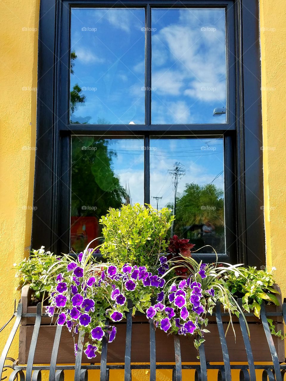 potted pansies on windowsill