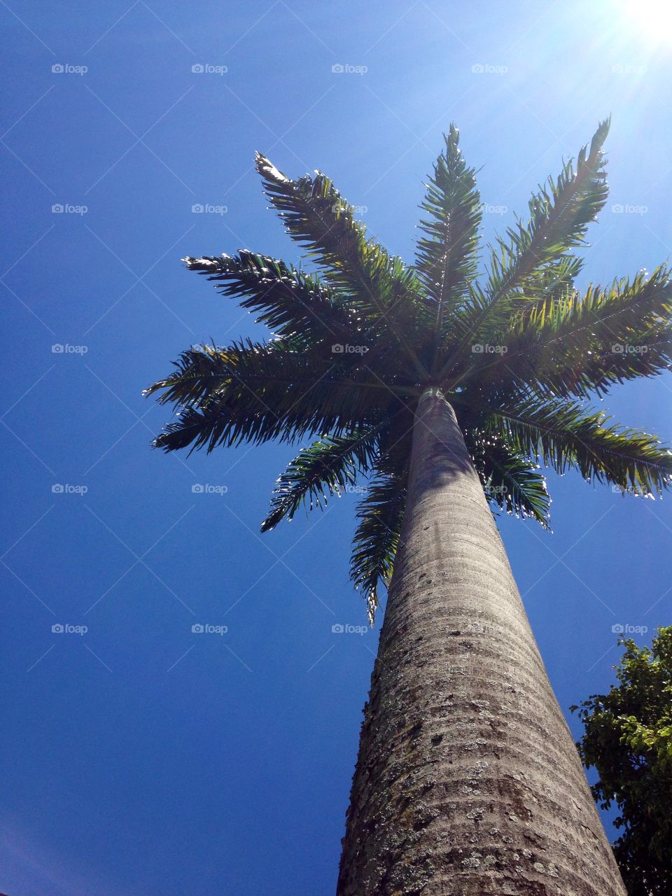 Palm tree. Palm tree