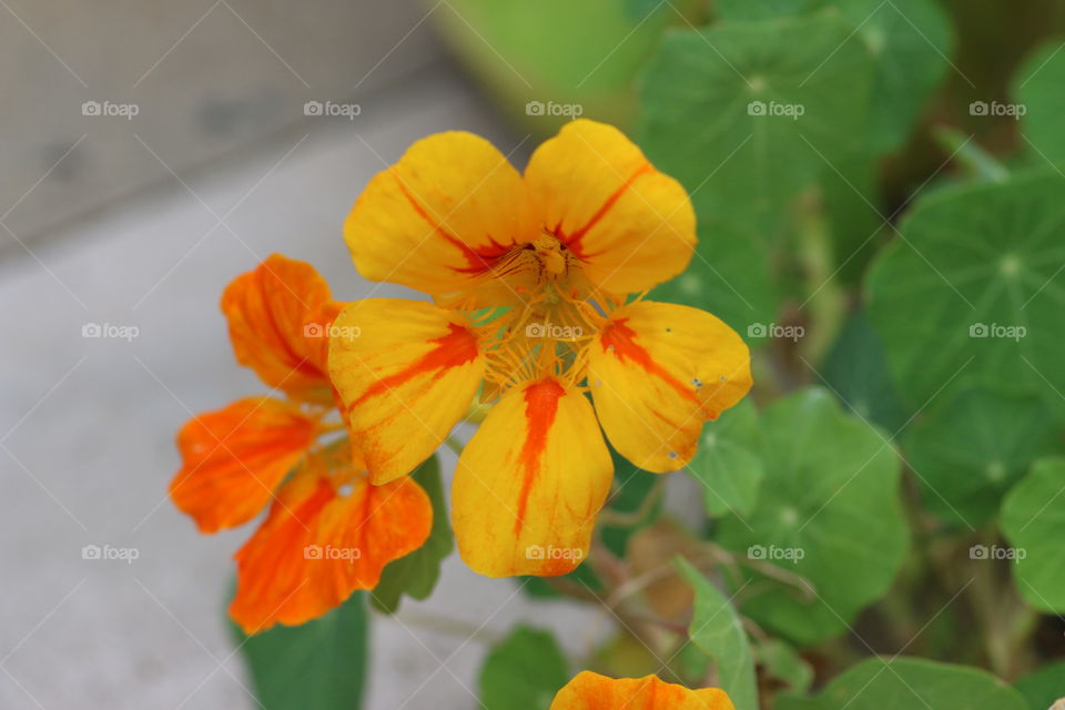 Nasturtium 