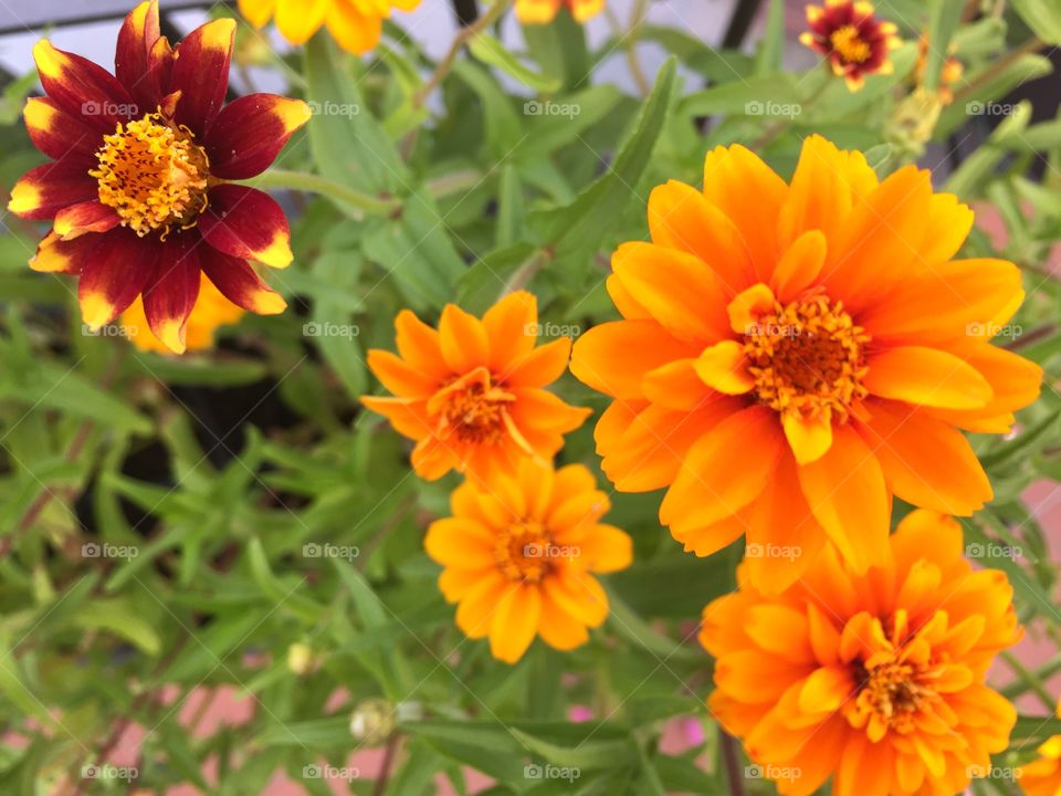 Flowers of Zinnia Persian carpet. Beautiful flowers 