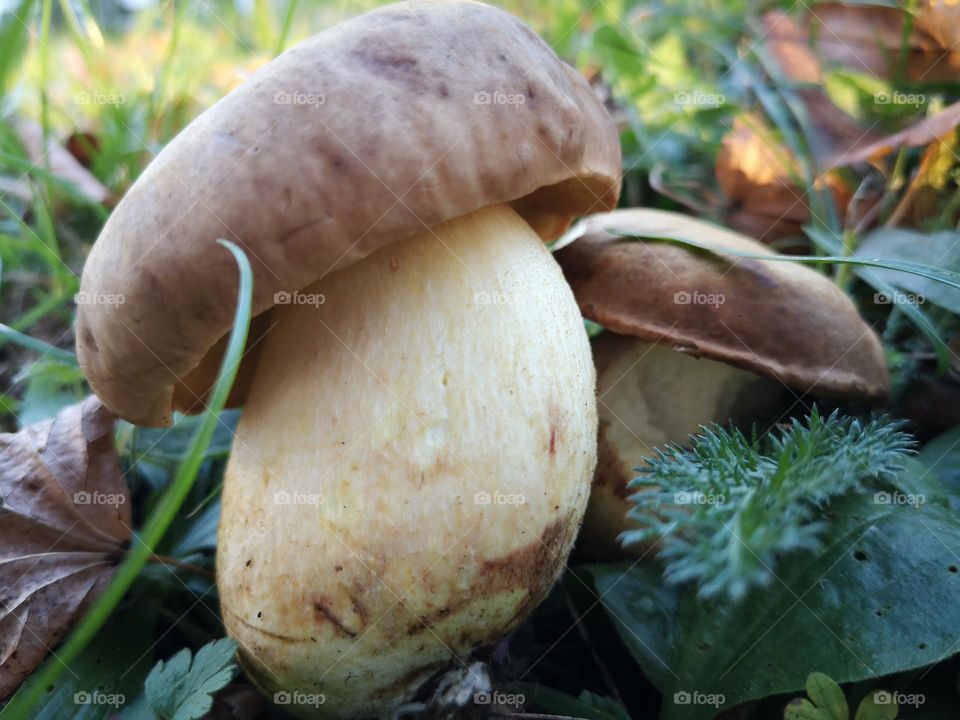 Porcini mushrooms