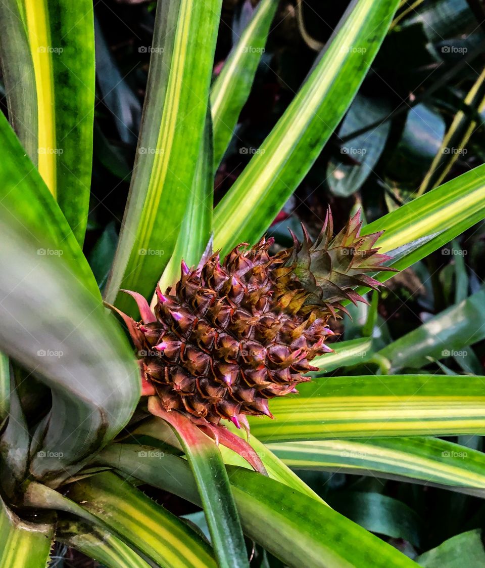 Little pineapple growing on a pineapple plant—taken in Chicago, Illinois 