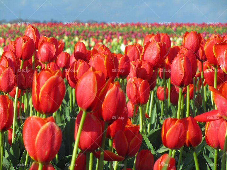 Red tulips