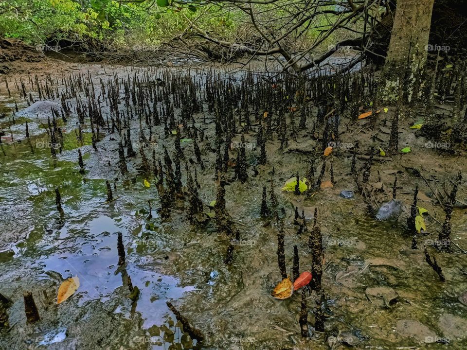 Tropical mangrove forest tree roots,
pneumatophores or aerial roots of plants in waterlogged habitat on low tide beach, North Sumatra, Indonesia