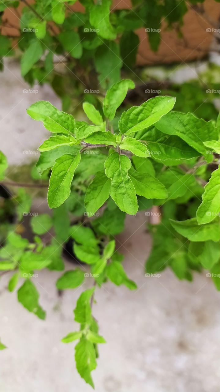Tulsi plant showing full glory in monsoon