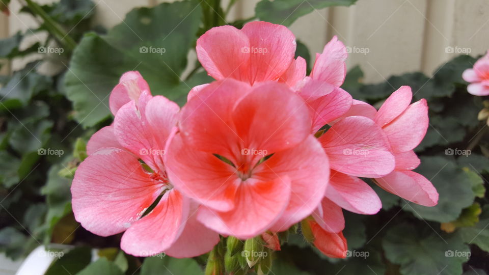 pink flower