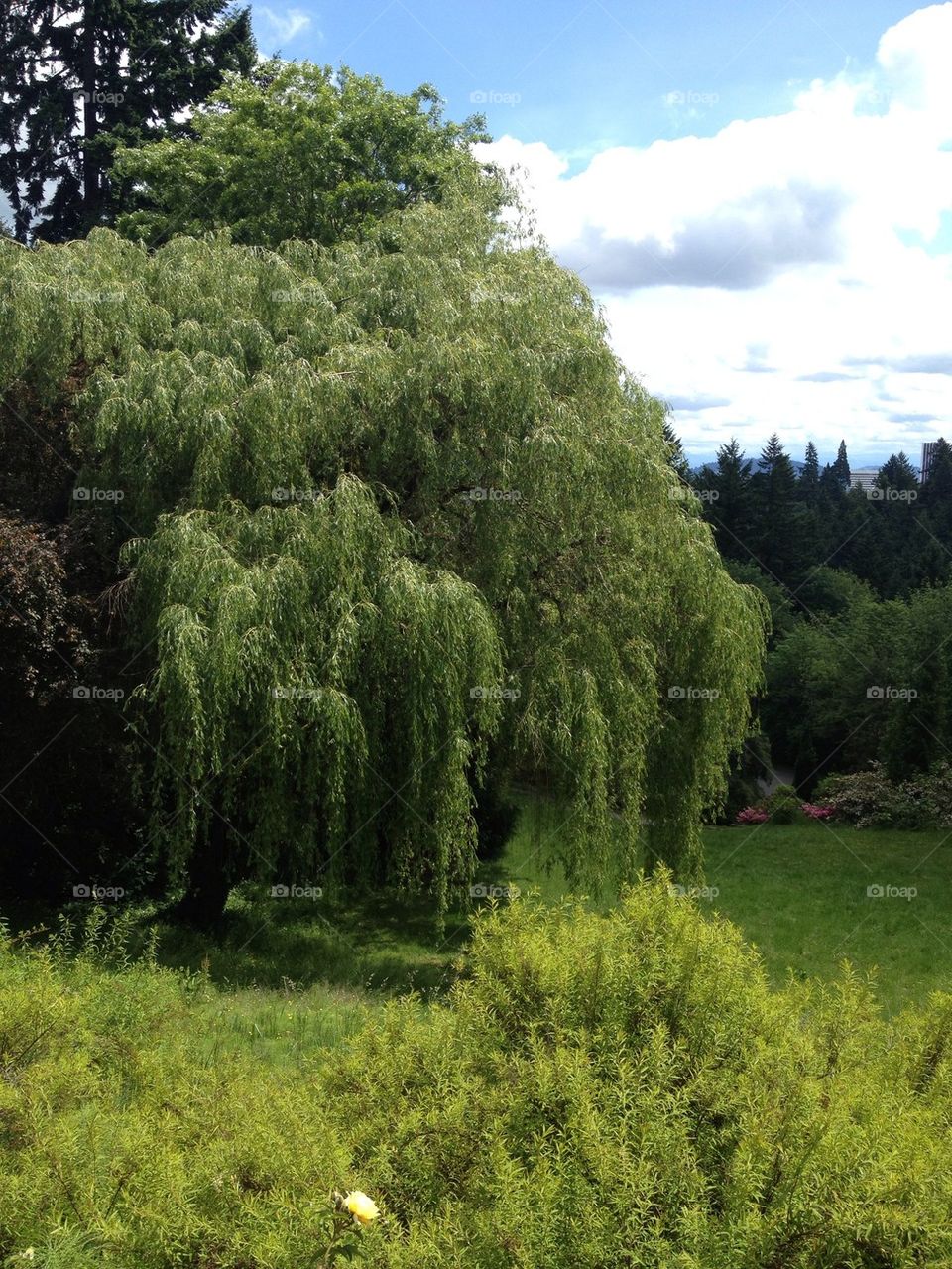 Willow tree