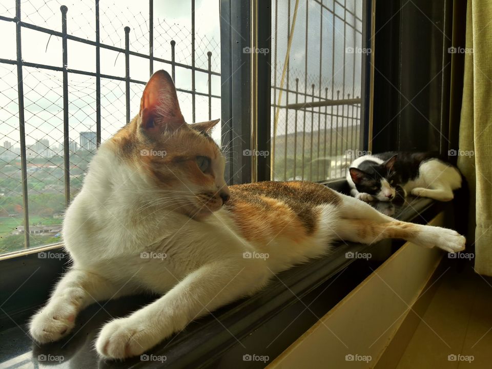 Cat, Pet, Mammal, Portrait, One