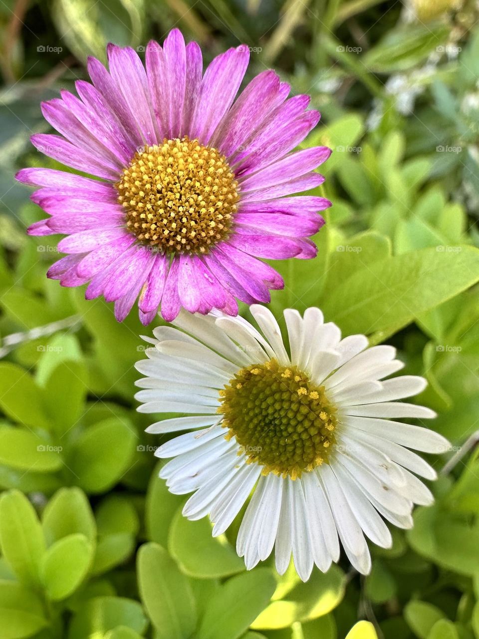 The life of a Daisy, from the same stem there is new life in the white and aging to the purple