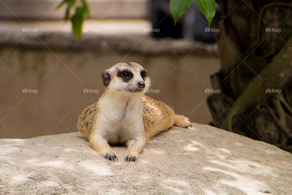 Closeup, beautiful meerkat sit on rock in the zoo