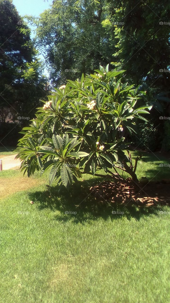 Green landscape with exotic Plumeria tree in tropical sunny day of summer