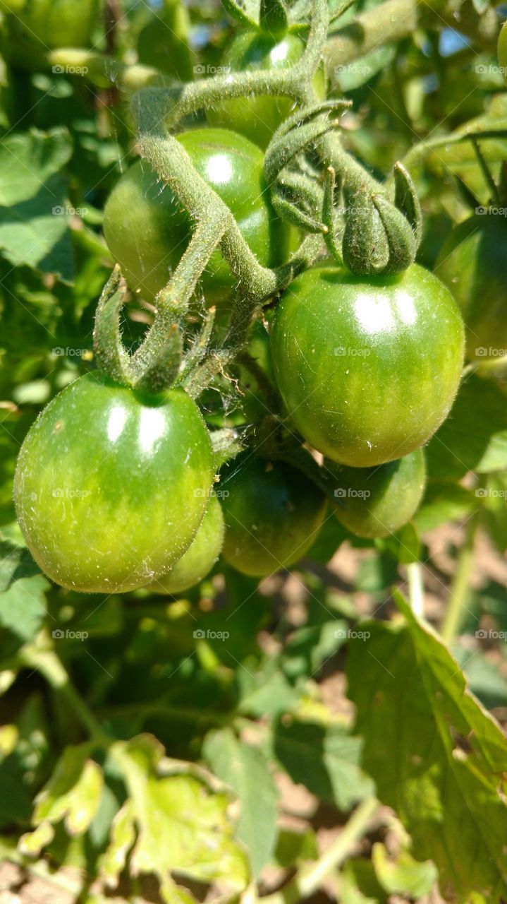 early tomatoes
